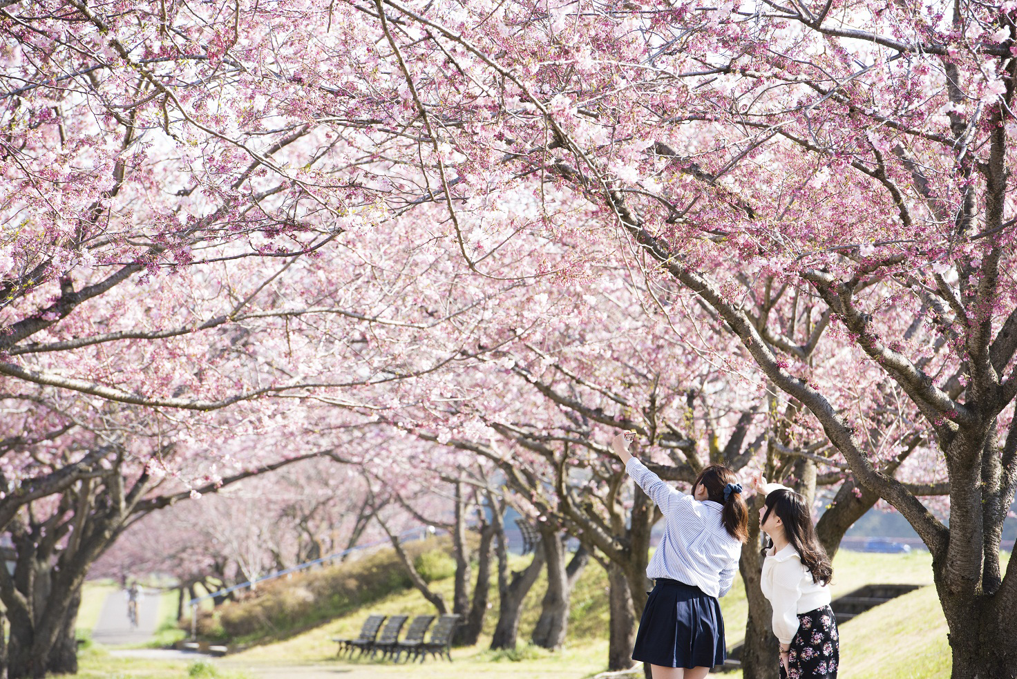 おやま2000本桜まつり
