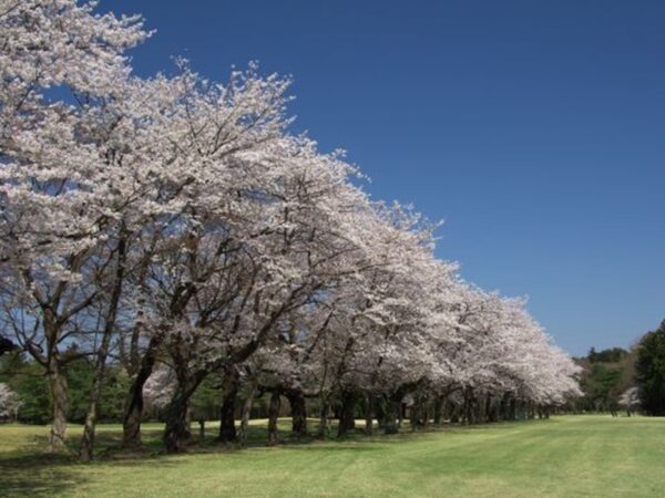 小山カントリー倶楽部コース